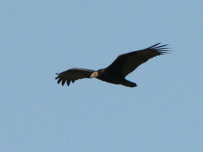 Raptor/Vulture Identification: Turkey Vulture