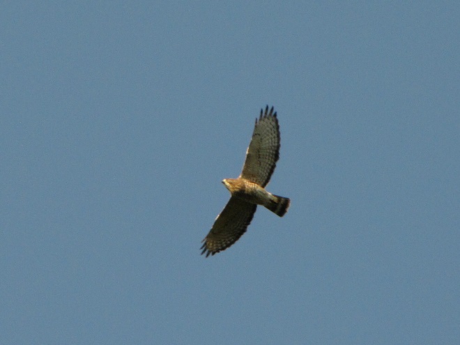 Raptor/Buteo Identification: Broad-winged Hawk