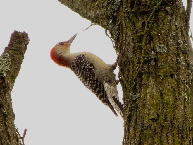Birds of Conewago Falls in the Lower Susquehanna River Watershed: Red-bellied Woodpecker