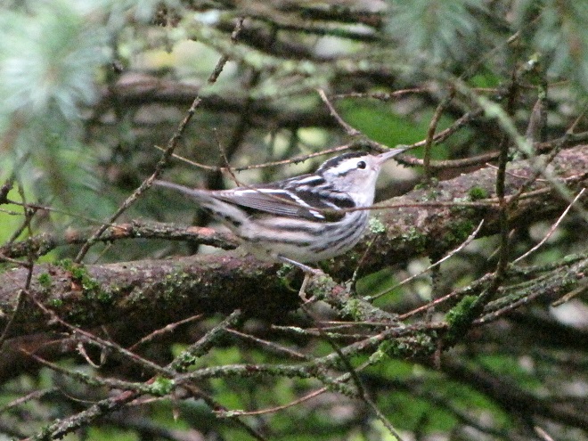 Birds of Conewago Falls in the Lower Susquehanna River Watershed: Black-and-white Warbler