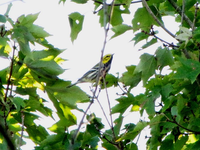 Birds of Conewago Falls in the Lower Susquehanna River Watershed: adult male Black-throated Green Warbler