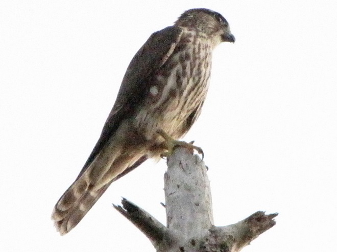 Raptor/Falcon Identification: "Taiga Merlin"