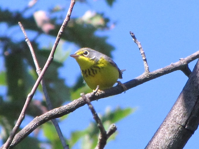 Birds of Conewago Falls in the Lower Susquehanna River Watershed: Canada Warbler
