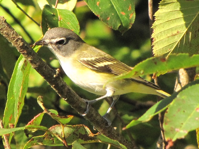 Birds of Conewago Falls in the Lower Susquehanna River Watershed: Blue-headed Vireo