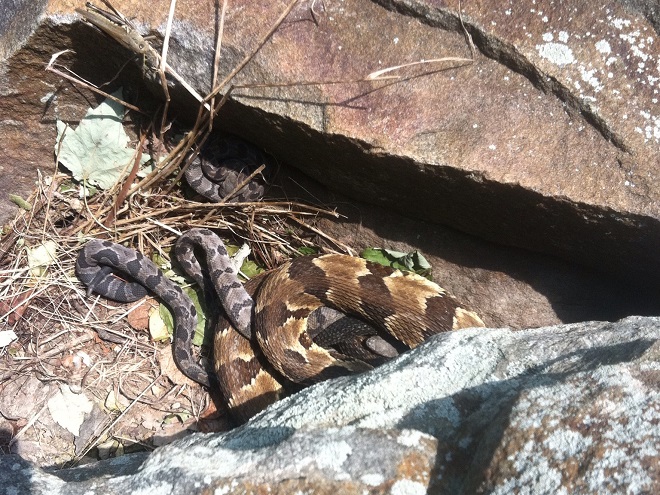 Snakes: Reptiles of the Lower Susquehanna River Watershed: Timber Rattlesnakes at den