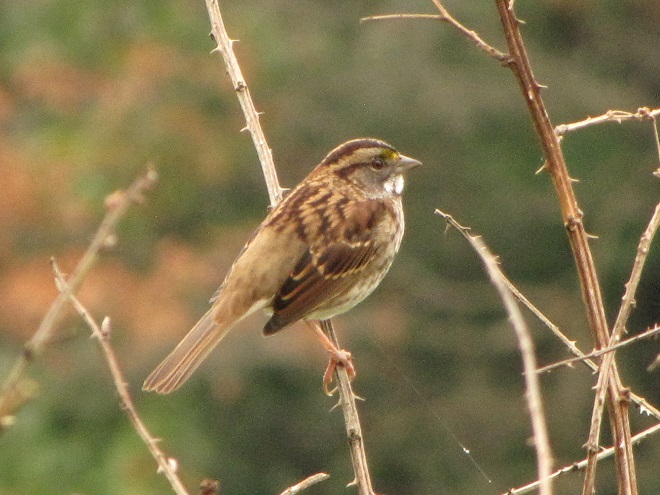 Birds of Conewago Falls in the Lower Susquehanna River Watershed: White-throated Sparrow tan-striped morph
