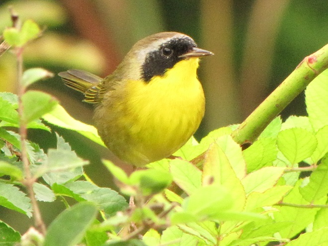 Birds of Conewago Falls in the Lower Susquehanna River Watershed: adult male Common Yellowthroat