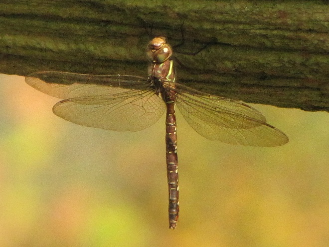 Damselflies and Dragonflies of the Lower Susquehanna River Watershed: Shadow Darner
