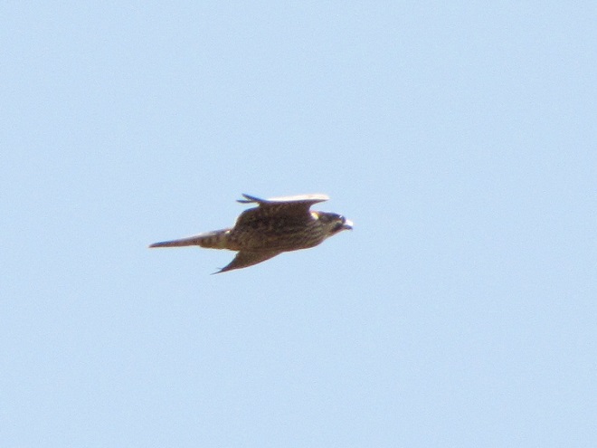 Raptor/Falcon Identification: Peregrine Falcon