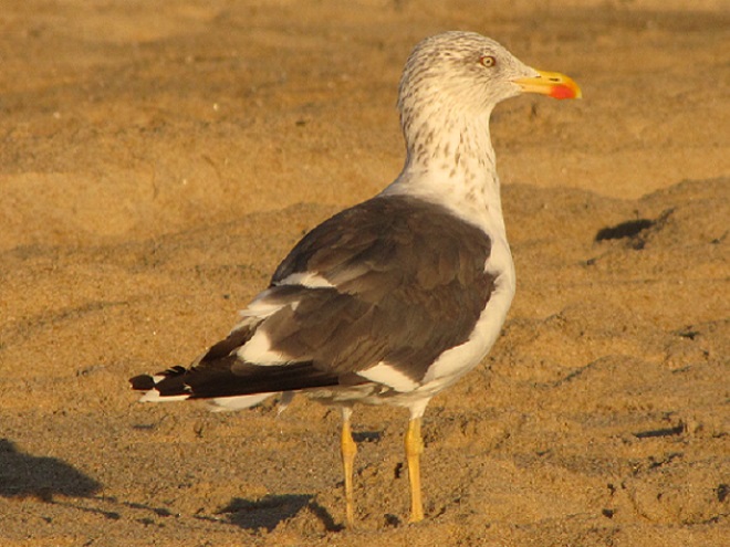 Birds of Conewago Falls in the Lower Susquehanna River Watershed: Lesser Black-backed Gull