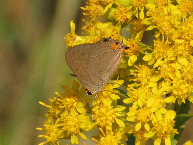 Butterflies of the Lower Susquehanna River Watershed: Banded Hairstreak