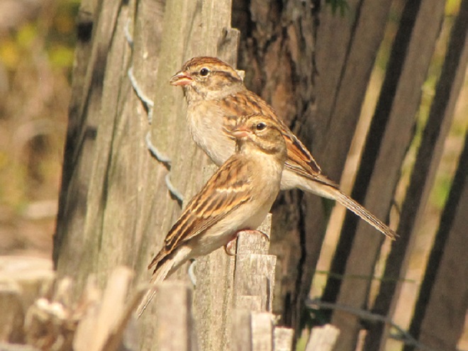 Birds of Conewago Falls in the Lower Susquehanna River Watershed: adult Chipping Sparrows in basic plumage