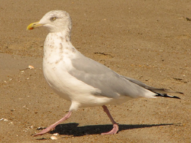 Birds of Conewago Falls in the Lower Susquehanna River Watershed: Herring Gull
