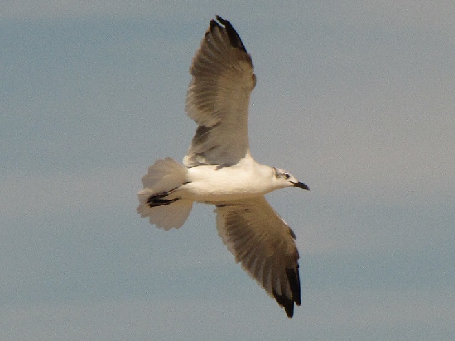 Birds of Conewago Falls in the Lower Susquehanna River Watershed: Laughing Gull