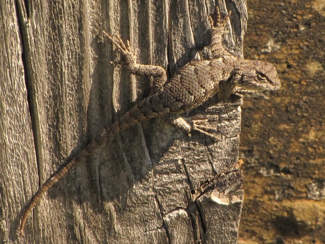 Lizards: Reptiles of the Lower Susquehanna River Watershed: Eastern Fence Lizard