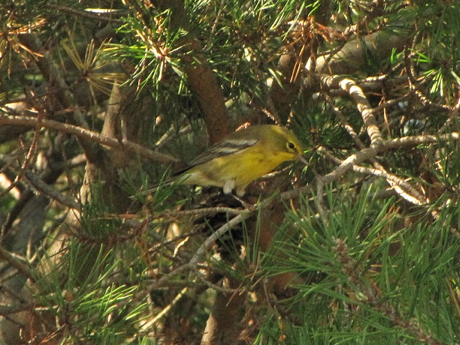 Birds of Conewago Falls in the Lower Susquehanna River Watershed: Pine Warbler