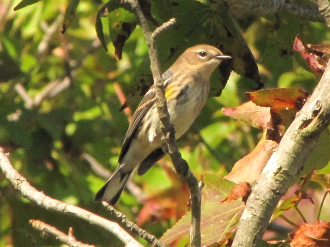 Birds of Conewago Falls in the Lower Susquehanna River Watershed: Yellow-rumped Warbler in basic plumage