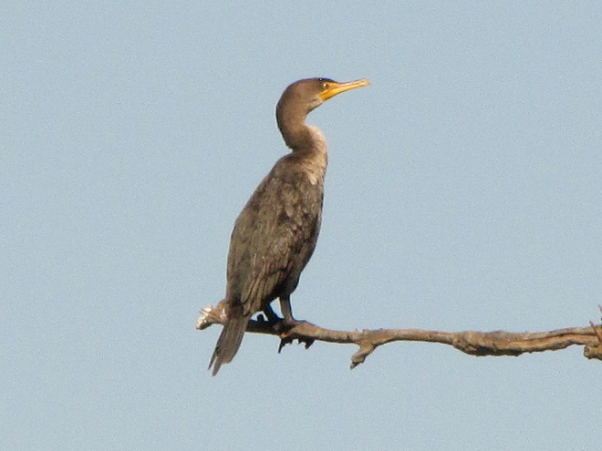 Birds of Conewago Falls in the Lower Susquehanna River Watershed: Double-crested Cormorant