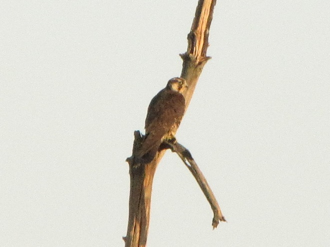 Raptor/Falcon Identification: "Tundra Peregrine"