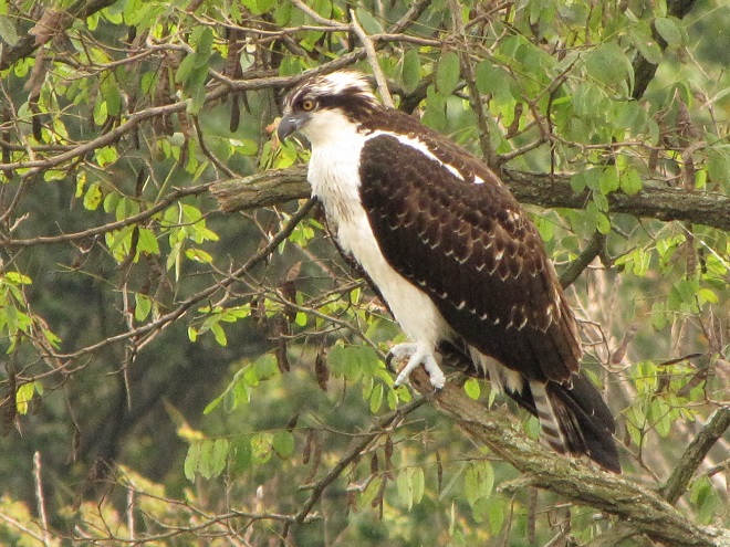 Birds of Conewago Falls in the Lower Susquehanna River Watershed: Osprey