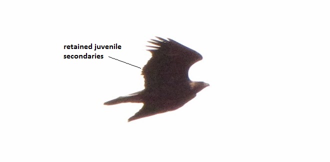 Golden Eagle Retaining a Few Juvenile Remiges