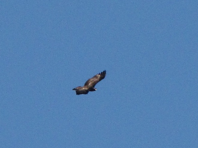 Golden Eagle with Tawny Wing Bars
