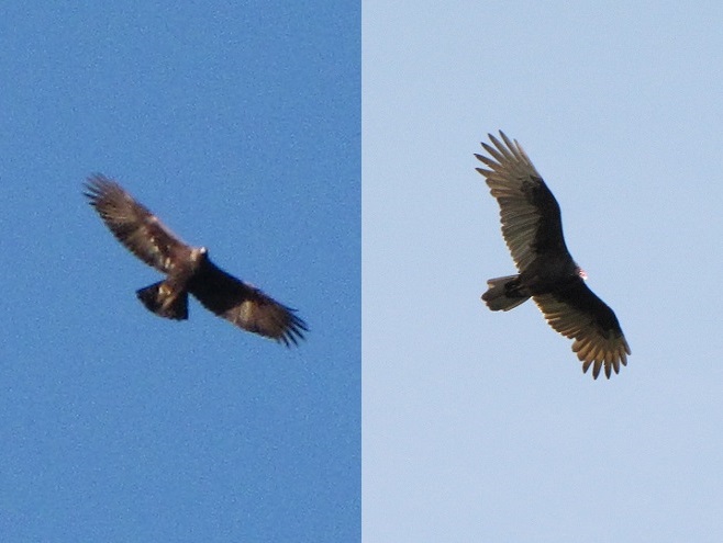 Golden Eagle with Silvery Remiges Resembling a Turkey Vulture