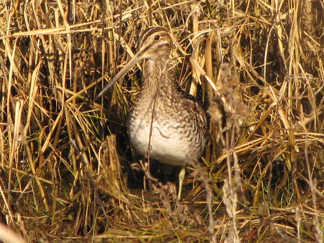 Birds of Conewago Falls in the Lower Susquehanna River Watershed: Wilson's Snipe