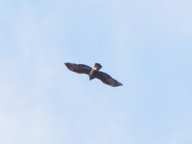Golden Eagle with Two-toned Wings