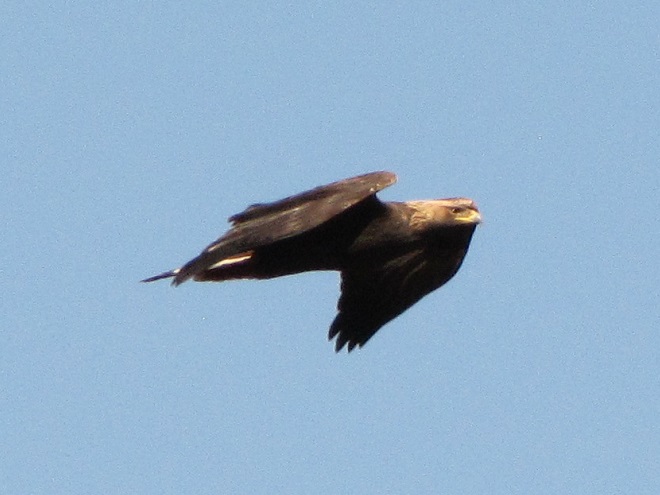 Golden Eagle Showing White in Rectrices