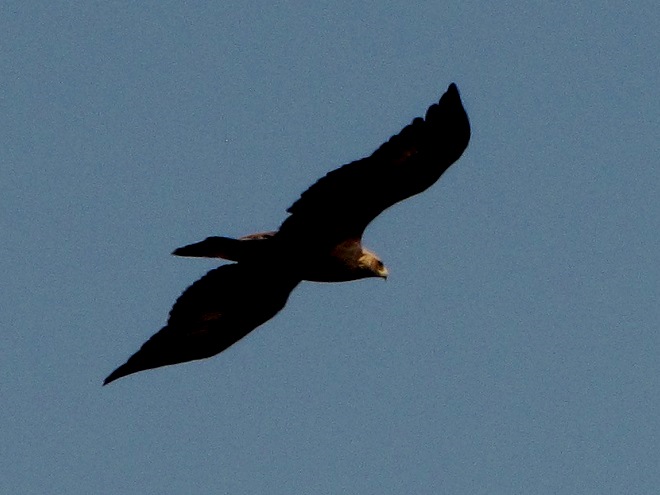 Golden Eagle, Presence or Absence of Tawny Wing Bars Unknown