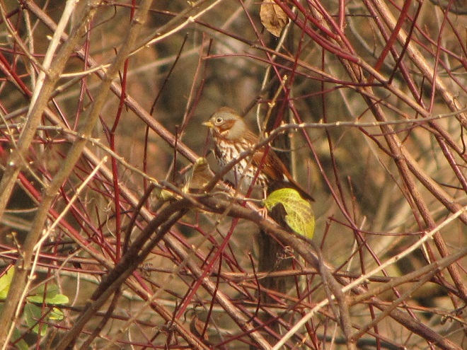Birds of Conewago Falls in the Lower Susquehanna River Watershed: Fox Sparrow