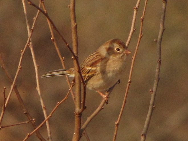 Birds of Conewago Falls in the Lower Susquehanna River Watershed: juvenile first-winter Field Sparrow