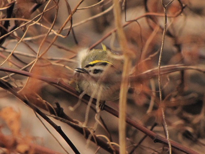 Birds of Conewago Falls in the Lower Susquehanna River Watershed: Golden-crowned Kinglet