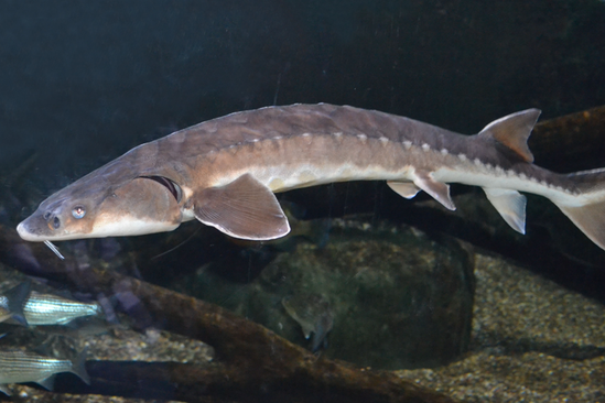 Fishes of the Lower Susquehanna River Watershed: Shortnose Sturgeon
