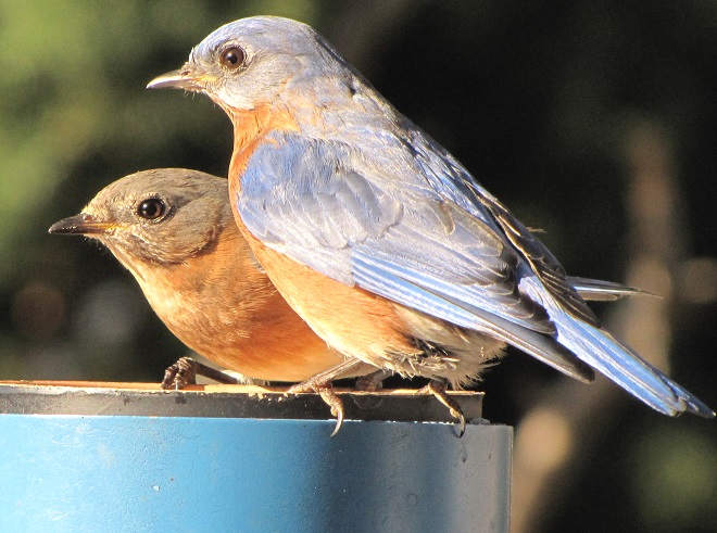 Birds of Conewago Falls in the Lower Susquehanna River Watershed: Eastern Bluebirds