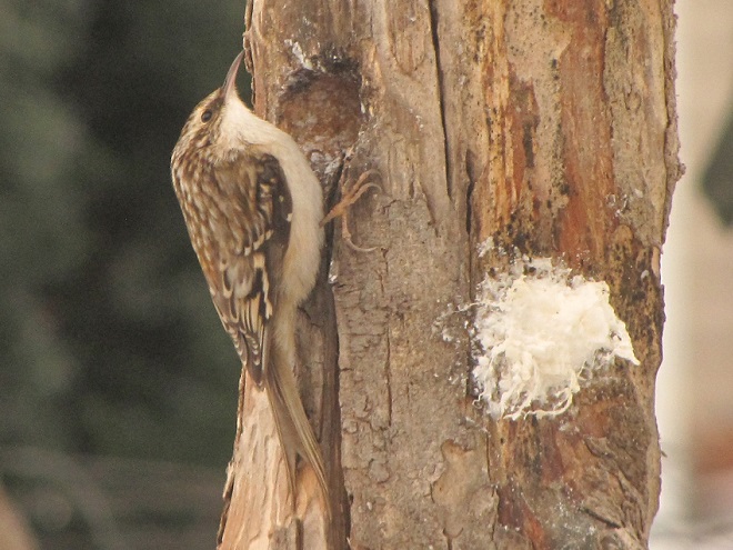 Birds of Conewago Falls in the Lower Susquehanna River Watershed: Brown Creeper