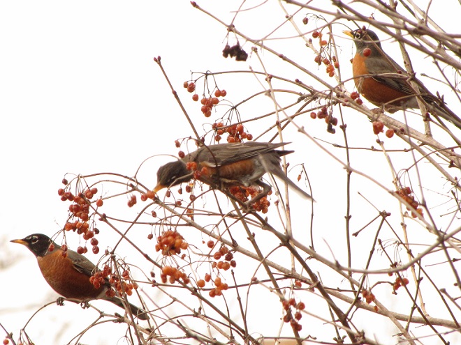 Birds of Conewago Falls in the Lower Susquehanna River Watershed: American Robins