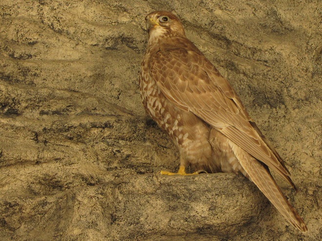Raptor/Falcon Identification: female dark-morph Gyrfalcon, Lancaster County, Pennsylvania 