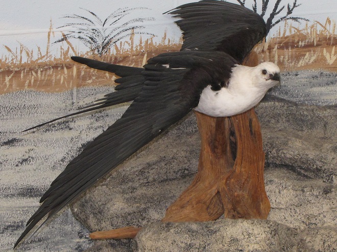 Raptor/Kite Identification: Swallow-tailed Kite