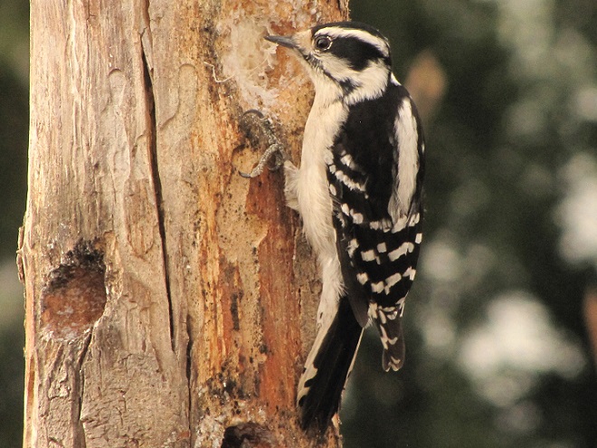 Birds of Conewago Falls in the Lower Susquehanna River Watershed: Downy Woodpecker