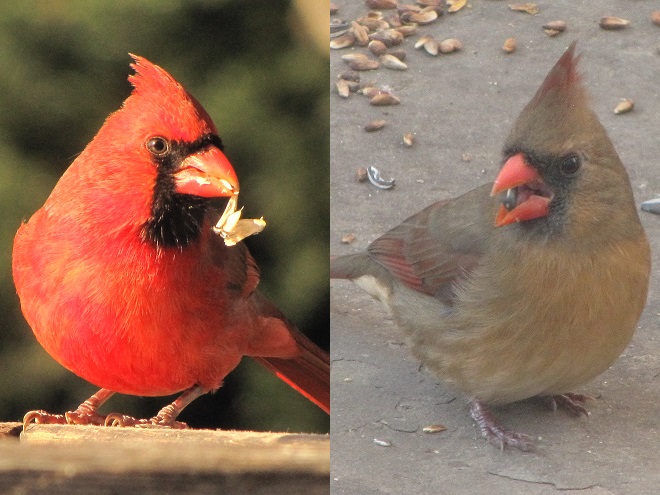 Birds of Conewago Falls in the Lower Susquehanna River Watershed: Northern Cardinals