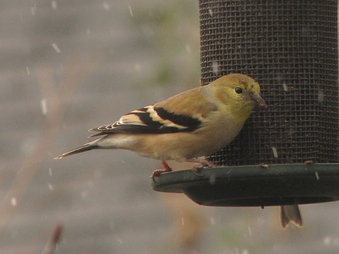 Birds of Conewago Falls in the Lower Susquehanna River Watershed: winter basic plumage American Goldfinch