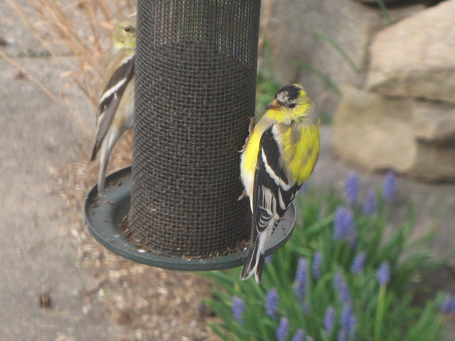 Birds of Conewago Falls in the Lower Susquehanna River Watershed: American Goldfinch in transitional plumage