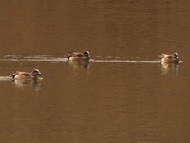 Birds/Waterfowl of Conewago Falls in the Lower Susquehanna River Watershed: American Wigeons