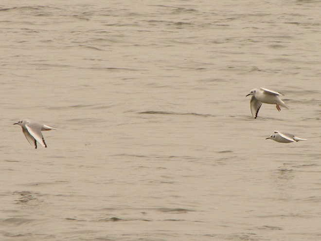 Birds of Conewago Falls in the Lower Susquehanna River Watershed: Bonaparte's Gulls.