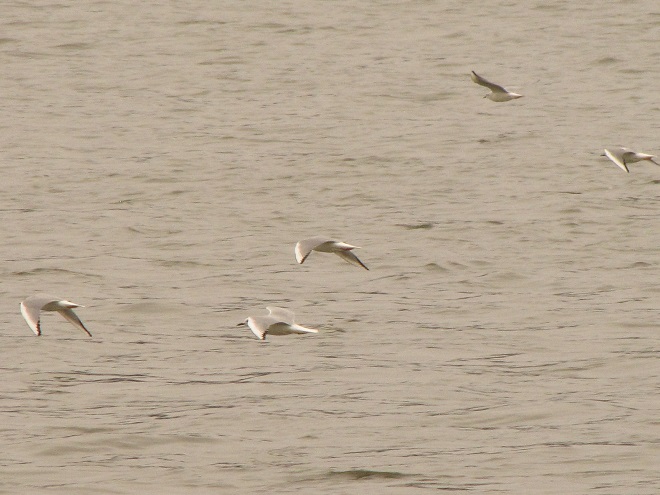Birds of Conewago Falls in the Lower Susquehanna River Watershed: Bonaparte's Gulls