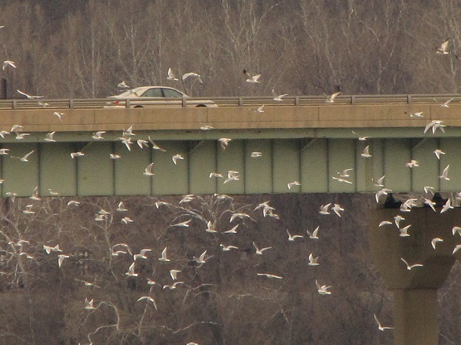 Birds of Conewago Falls in the Lower Susquehanna River Watershed: Bonaparte's and ring-billed Gulls