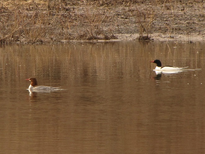 Birds/Waterfowl of Conewago Falls in the Lower Susquehanna River Watershed: Common Mergansers