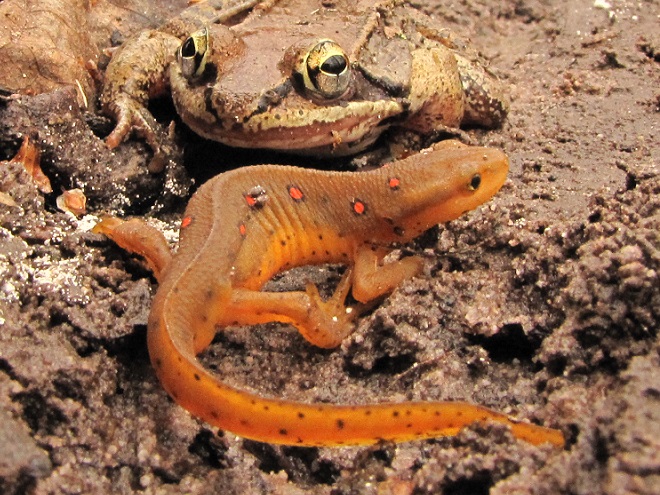 Amphibians of the Lower Susquehanna River Watershed: Transforming Eastern Newt